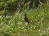 Crested Lark (Galerida cristata)