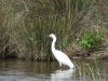 Little Egret (Egretta garzetta)