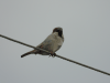 House Sparrow (Passer domesticus)