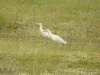 Cattle Egret (Bubulcus ibis)