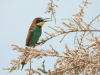 Eurasian Bee-eater (Merops apiaster)