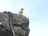 Black-headed Wagtail (Motacilla flava feldegg)