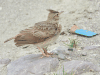 Crested Lark (Galerida cristata)