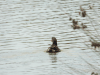 Eurasian Common Moorhen (Gallinula chloropus chloropus)