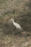 Bubulcus ibis