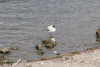 Andean Gull (Chroicocephalus serranus)