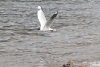 Andean Gull (Chroicocephalus serranus)