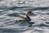 Titicaca Grebe (Rollandia microptera)