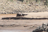 Black Skimmer (Rynchops niger)