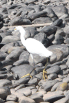 Snowy Egret (Egretta thula)