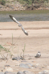 Sand-colored Nighthawk (Chordeiles rupestris)