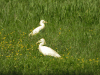 Bubulcus ibis