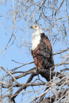 African Fish Eagle (Haliaeetus vocifer)