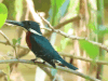 Amazon Kingfisher (Chloroceryle amazona)