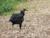 Black Vulture (Coragyps atratus)