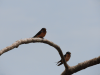 Barn Swallow (Hirundo rustica)