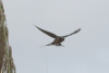 Barn Swallow (Hirundo rustica)