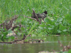 Horned Screamer (Anhima cornuta)