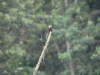 White-headed Marsh Tyrant (Arundinicola leucocephala)