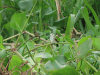 White-headed Marsh Tyrant (Arundinicola leucocephala)