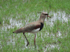 Southern Lapwing (Vanellus chilensis)