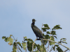 Neotropic Cormorant (Nannopterum brasilianum)