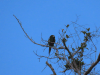 Chestnut-fronted Macaw (Ara severus)