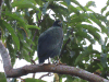 Great Black Hawk (Buteogallus urubitinga)