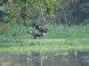 Horned Screamer (Anhima cornuta)