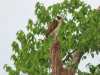 Laughing Falcon (Herpetotheres cachinnans)