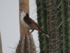 Bicolored Wren (Campylorhynchus griseus)