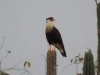 Northern Crested Caracara (Caracara cheriway)