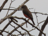 Vermilion Flycatcher (Pyrocephalus obscurus)