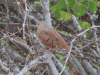 Ruddy Ground Dove (Columbina talpacoti)