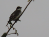 Eastern Kingbird (Tyrannus tyrannus)