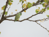 Spectacled Parrotlet (Forpus conspicillatus)