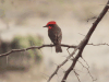 Vermilion Flycatcher (Pyrocephalus obscurus)