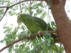 Yellow-crowned Amazon (Amazona ochrocephala)