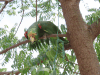 Yellow-crowned Amazon (Amazona ochrocephala)