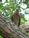 Yellow-headed Caracara (Milvago chimachima)