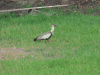 Buff-necked Ibis (Theristicus caudatus)