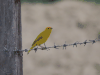 Saffron Finch (Sicalis flaveola)