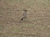 Black-billed Thrush (Turdus ignobilis)