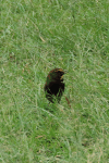 Yellow-faced Grassquit (Tiaris olivaceus)