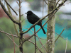 White-lined Tanager (Tachyphonus rufus)