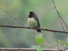 Yellow-bellied Seedeater (Sporophila nigricollis)