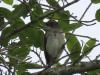 Streaked Saltator (Saltator striatipectus)