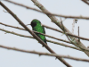 Red-billed Emerald (Chlorostilbon gibsoni)