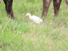 Western Cattle Egret (Bubulcus ibis ibis)