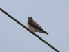 Southern Rough-winged Swallow (Stelgidopteryx ruficollis)